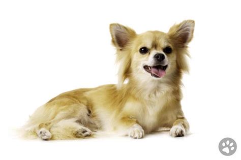 Chihuahua Long Coat Pedigree Pets