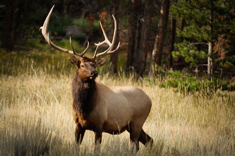 Nature Elk · Free Photo On Pixabay