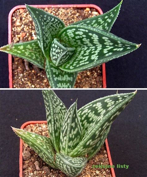 ZEL(e)NÉ LISTY - Werbář - sukulenty - Aloe sladeniana