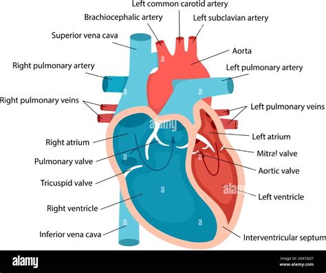 Primer Plano De La Anatomía Del Corazón Con Descripciones Diagrama