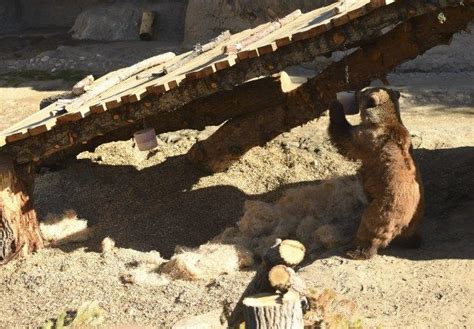 Denver Zoos New Grizzly Exhibit Brings Bears Close While Teaching