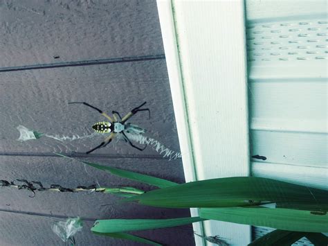 Plant bulbs as soon as you receive them 1.5 to 2bulbs. Unidentified spider in Little Rock, Arkansas United States