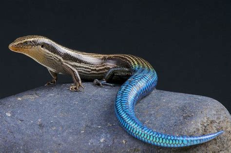 Gran Canaria Blue Tailed Skink Chalcides Sexlineatus Poison Arrow