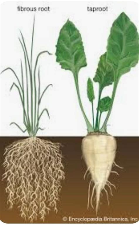 Fibrous Root Diagram Brainly In