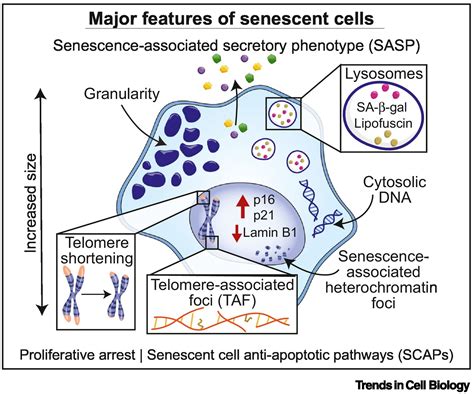 The Heterogeneity Of Cellular Senescence Insights At The Single Cell