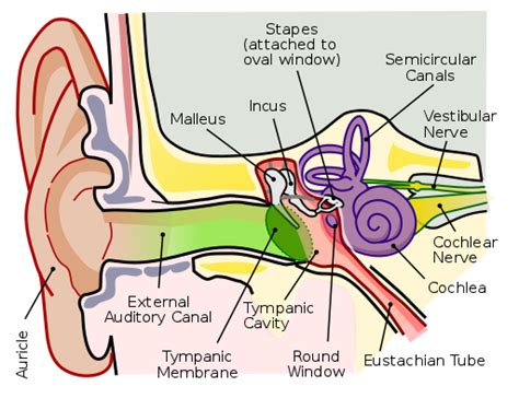 Auditory Pathways Reception And Mechanotransduction Of Sound Within