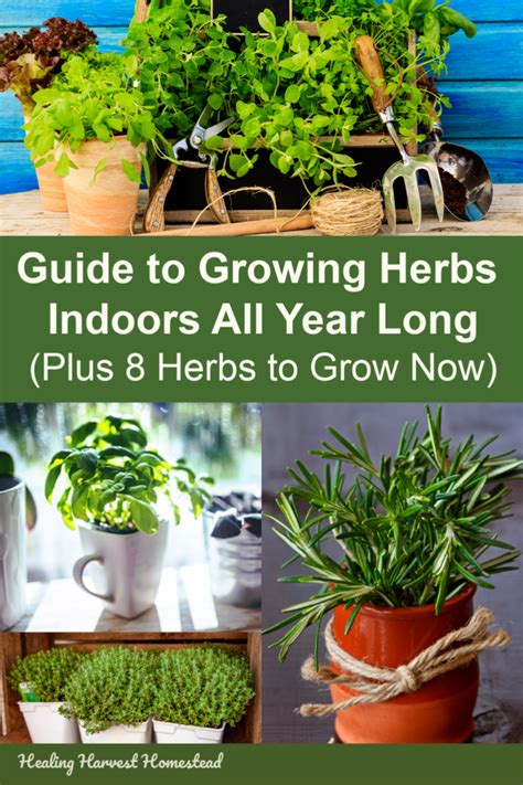 The Ultimate Guide To Growing Herbs Indoors All Year Long Plus Eight