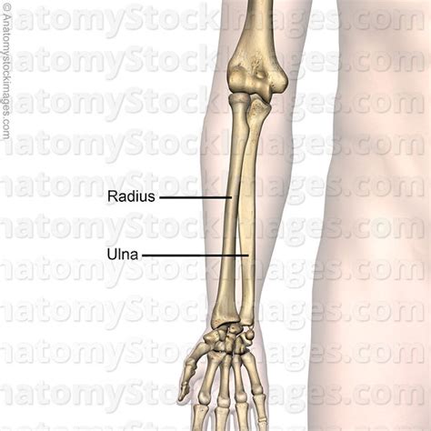 Anatomy Stock Images Forearm Bones Radius Ulna Anatomy Front Skin Names