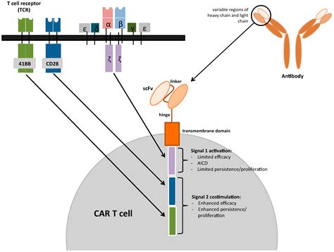 Cancers Free Full Text Chimeric Antigen Receptor CAR T Cell
