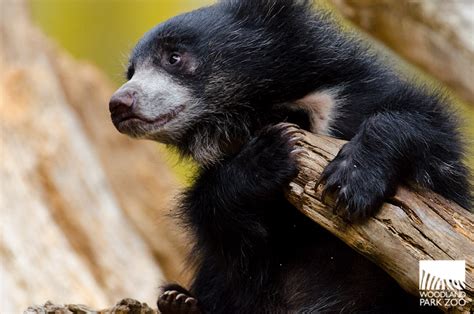 Woodland Park Zoo Blog Checking In With The Sloth Bear Cubs