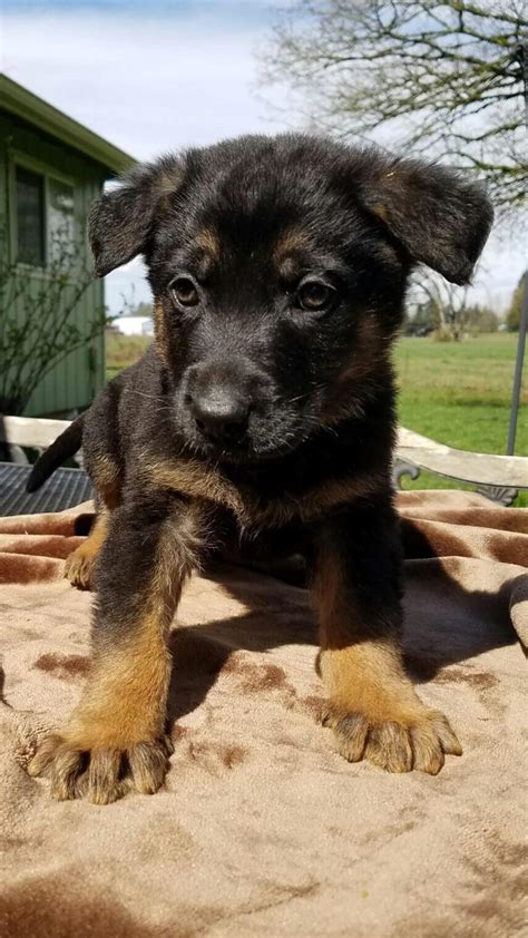 Just Brought This Sweet Little 10 Week Old German Shepherd Puppy Home