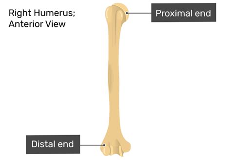 Proximal In Anatomy 