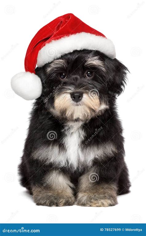 Cute Christmas Havanese Puppy Dog In A Santa Hat Stock Image Image Of
