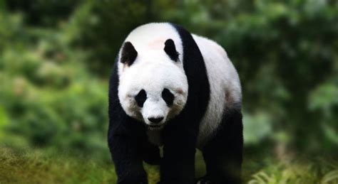 Panda Bears Facts And Pictures