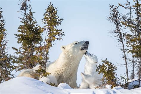Polar Bear Newborn Cubs Arctic Wildlife Photography Polar Bear Images