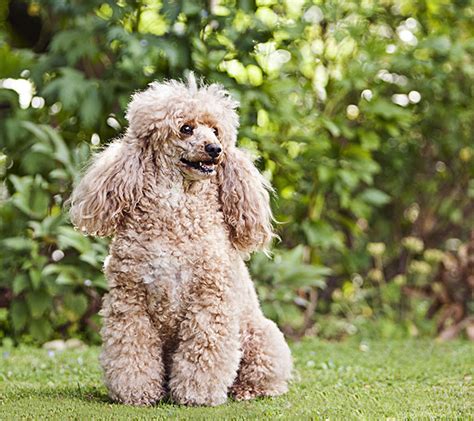 Poodle Dog Breed Information Pictures Characteristics And Facts Dogtime