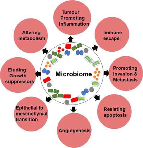 Microbiome Assisted Tumor Microenvironment Emerging Target Of Breast