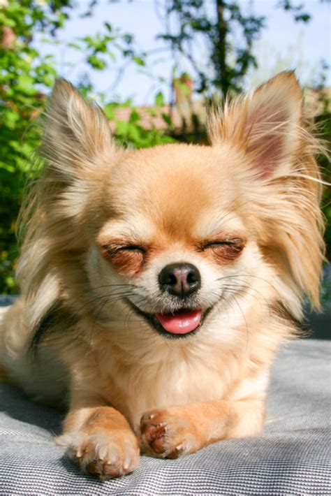 Smiling Chihuahua Sitting Outside In The Sunshine In 2020 With Images