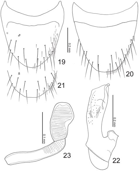 Terminalia Of Leptogenophila Roslii Gen Et Sp N 19 Male Tergite