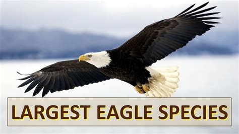 Largest Eagle Species Youtube