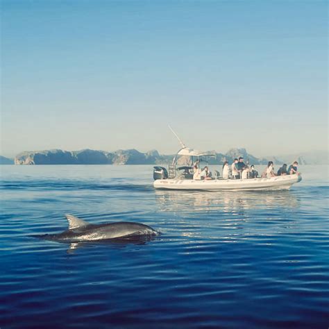 Alcudia Sea Explorer Boat Trips Dolphins Watching