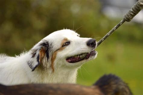 Are Australian Shepherds Aggressive And How To Stop Aggression