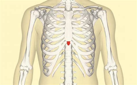 Your lungs are two spongy organs in your chest. Xiphoid process: Pain, lump, and removal
