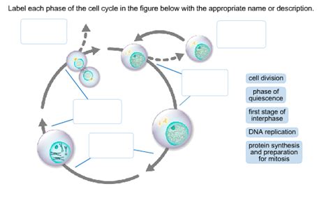 34 Label Each Phase Of The Cell Cycle In The Figure Below With The