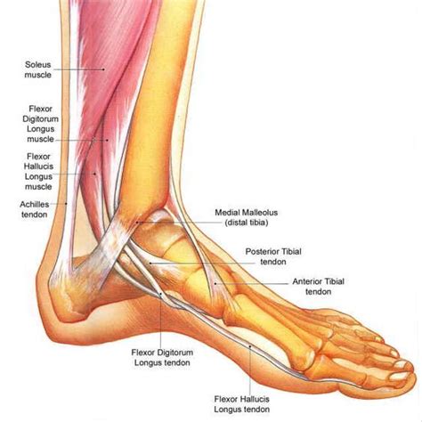 Tendons are tough connective tissues whose main function is to connect muscle to bones. Anatomy: Foot/Ankle: | Anatomy, Massage therapy, Anatomy ...