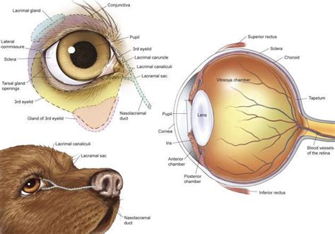 Anatomy Of A Dogs Eye Ed79a0172cea6d61ed91bdca6a2a38a4 Vet Medicine
