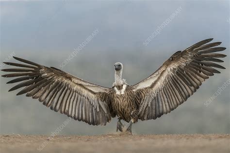 White Backed Vulture Wingspan Stock Image C0496444 Science Photo