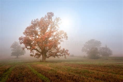 Autumn Morning Landscape Sun Shines Through Mist At In Meadow