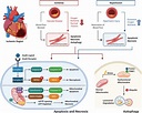 Overall path of cardiomyocyte death in ischemic heart disease and ...