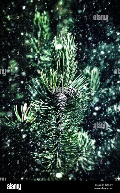 Nature Background Green Branches Of Pine Tree On Snowfall Stock Photo