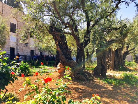 Garden Of Gethsemane Holy Land Tree Trunk Jerusalem Israel Plants