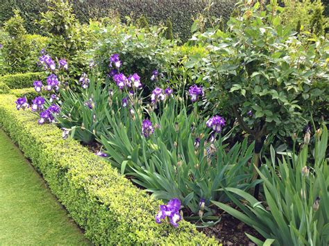 Purple Flowers In The Middle Of A Garden