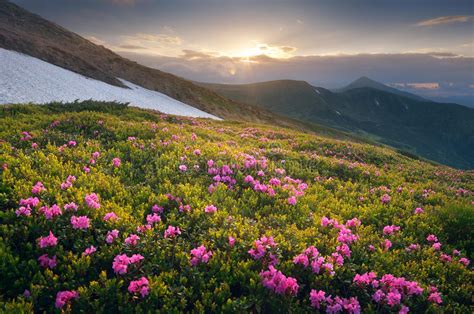 Pink Rhododendron Flowers On Summer Mountainside Stock Image Image Of