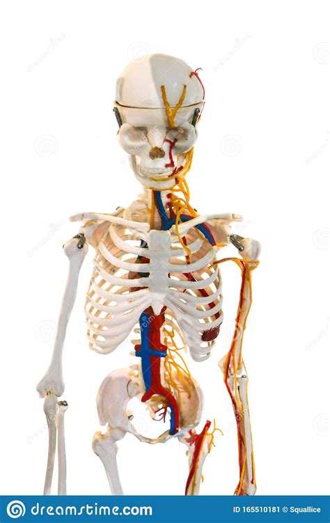 Human Skeleton For Science Education Stock Image Image Of Bones