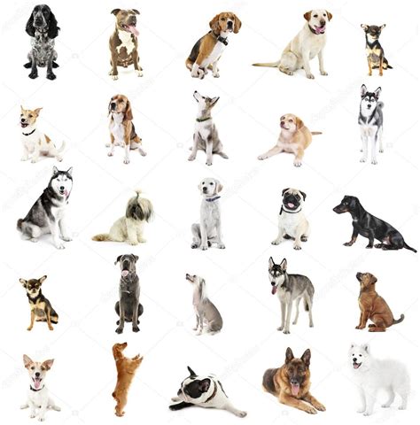Large Group Of Dog Breeds Stock Photo By ©belchonock 96429070
