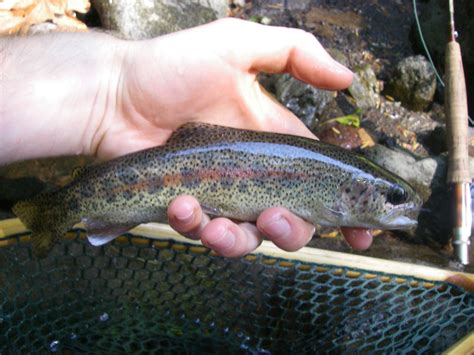 Native Trout Fly Fishing Coastal Rainbow Trout