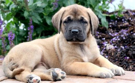 English Mastiff Puppies For Sale Keystone Puppies