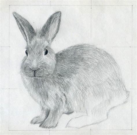 Drawing isn't easy for everyone. How To Draw A Rabbit