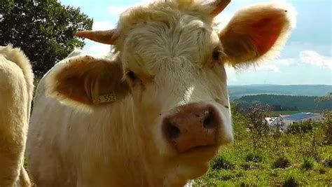 Researchers Says That Cows Give More Milk When Listening To Music