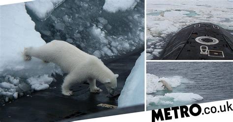 Polar Bear Pictured Jumping Onto Russian Nuclear Submarine ‘in Search