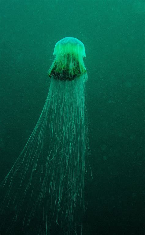 The image of the giant lion's mane jellyfish being confronted by a single (very small) diver is a viral phenomenon almost eight years in the making. 🔥 Lion's Mane Jellyfish. Largest known species of jellyfish. 🔥 : NatureIsFuckingLit