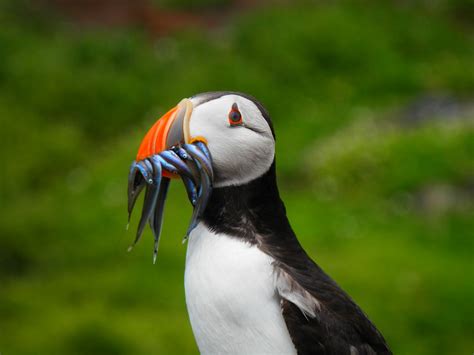 How To See The Puffin Bird In Iceland Kuku Campers