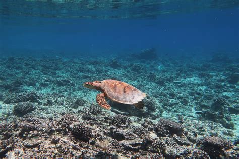 Global Warmings Toll On Coral Reefs As If Theyre ‘ravaged By War