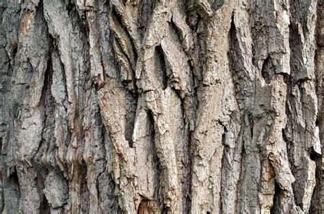 Tree Bark Close Up 2243362 Stock Photo At Vecteezy