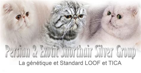 Comportement De Votre Chat Eec Endless Emotions Cattery