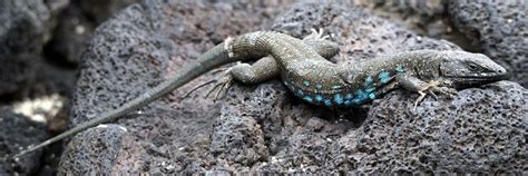 Atlantic Lizard The Animal Facts Appearance Diet Habitat Behavior